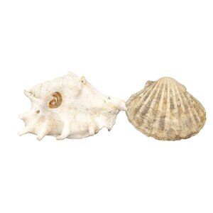 Vintage Conch & Scallop Seashells for Coastal Decor